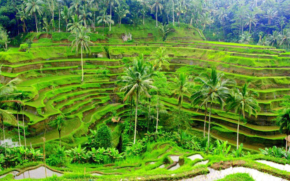Rice terraces at Tegalalang village