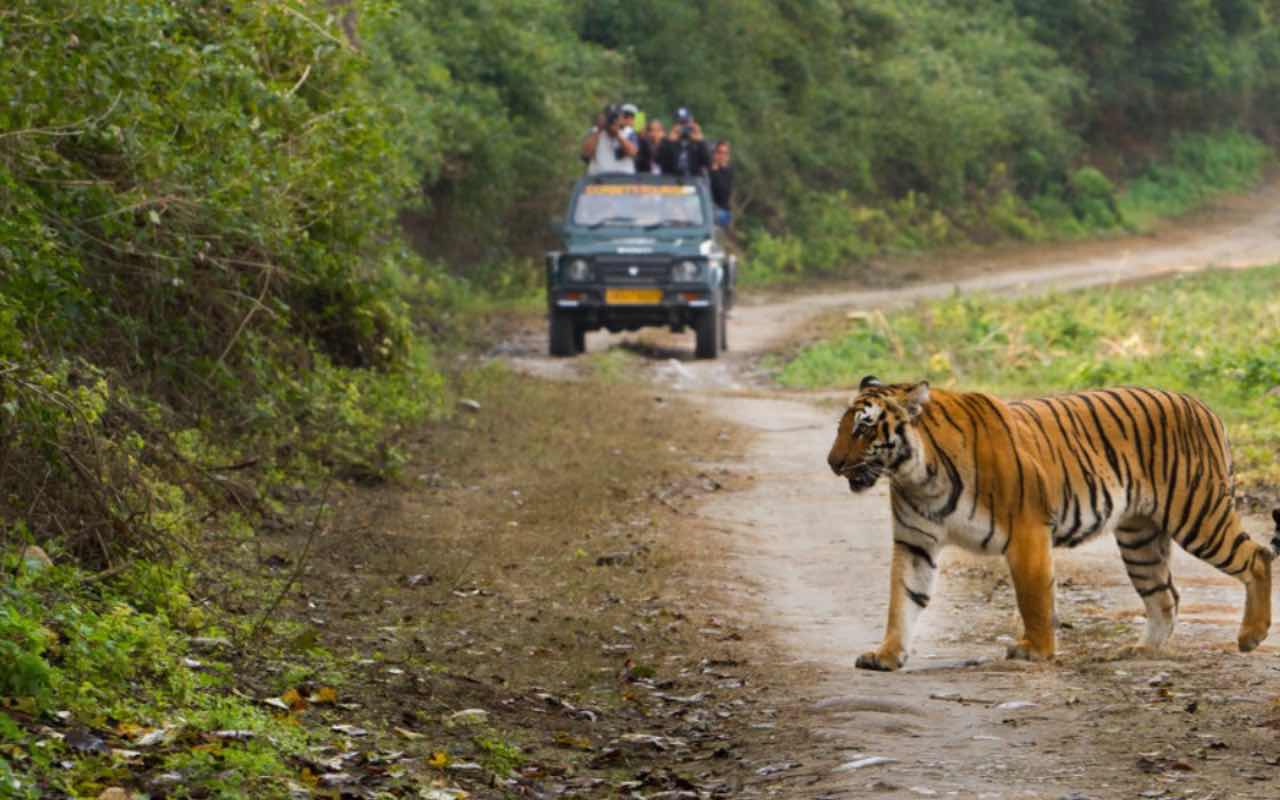 Spot the Royal Bengal Tiger at Corbett 