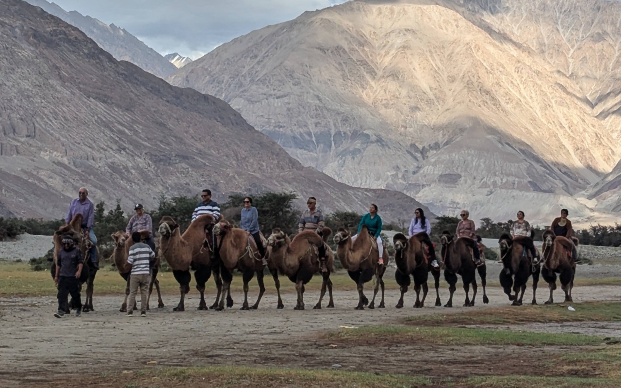 Unique Double Humped Camel Ride at Nubra